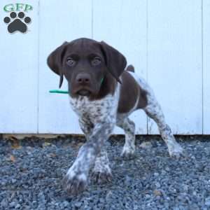 Monte, German Shorthaired Pointer Puppy