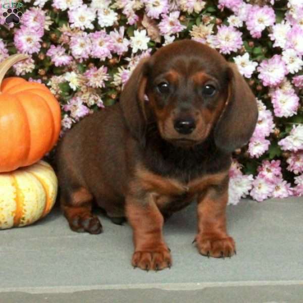 Monty, Dachshund Puppy