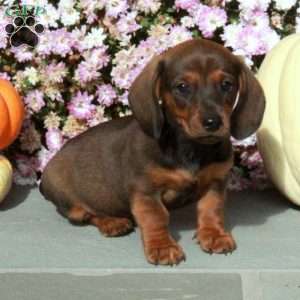 Monty, Dachshund Puppy