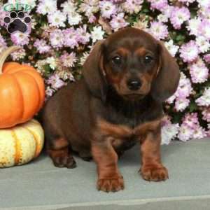 Monty, Dachshund Puppy