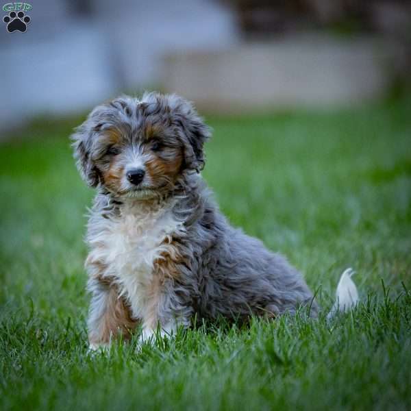 Monty, Mini Bernedoodle Puppy