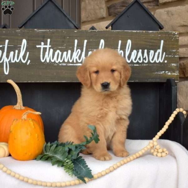 Moose, Golden Retriever Puppy