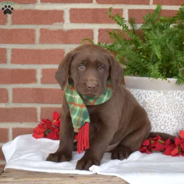 Moose, Chocolate Labrador Retriever Puppy