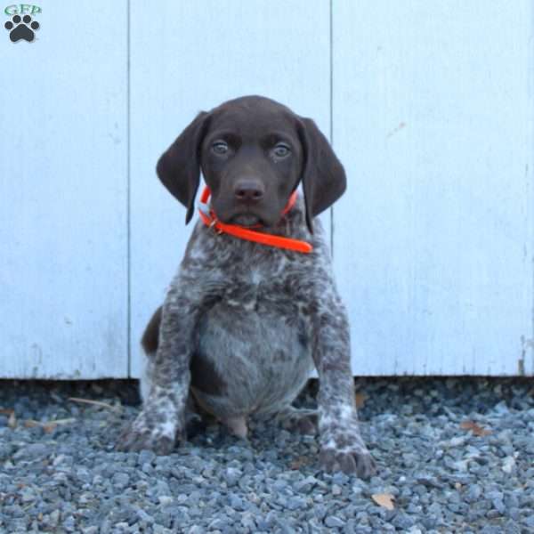 Moose, German Shorthaired Pointer Puppy