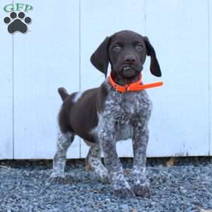 Moose, German Shorthaired Pointer Puppy