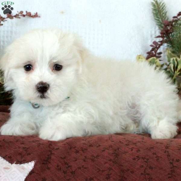 Morris, Maltese Puppy