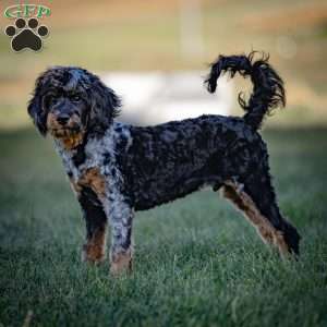 Mose, Cavapoo Puppy