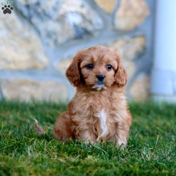 Moses, Cavapoo Puppy