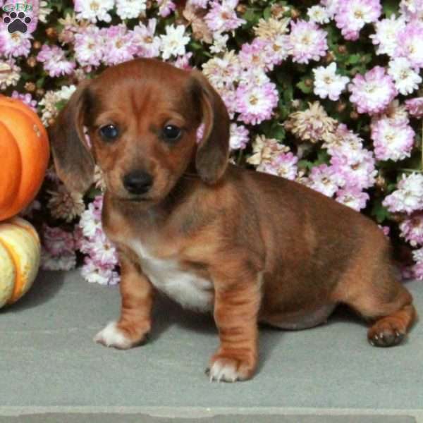 Moxie, Dachshund Puppy