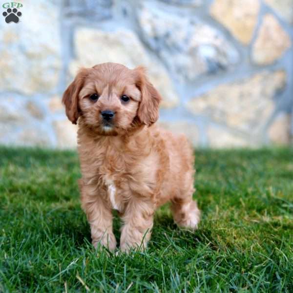 Muff, Cavapoo Puppy