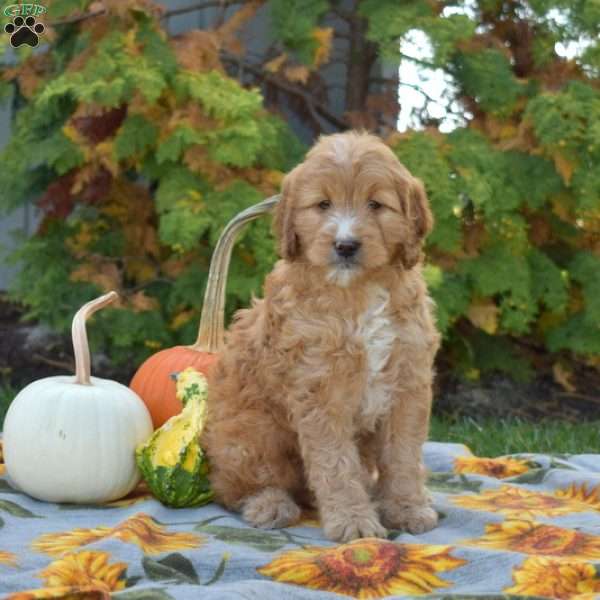 Muffin, Mini Goldendoodle Puppy