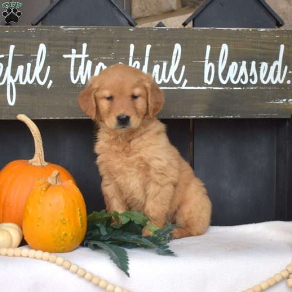 Muffin, Golden Retriever Puppy