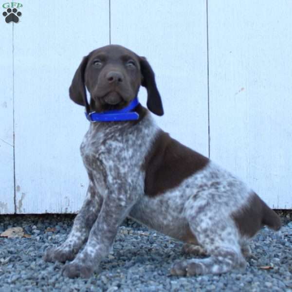 Muffin, German Shorthaired Pointer Puppy