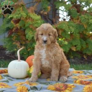 Muffin, Mini Goldendoodle Puppy