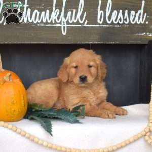 Muffin, Golden Retriever Puppy