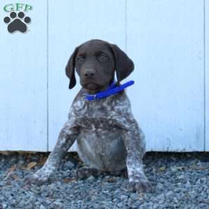 Muffin, German Shorthaired Pointer Puppy