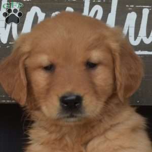 Muffin, Golden Retriever Puppy