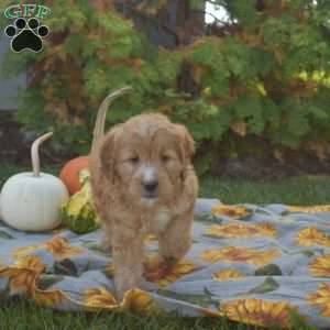 Muffin, Mini Goldendoodle Puppy