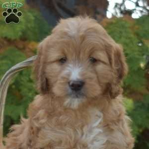 Muffin, Mini Goldendoodle Puppy