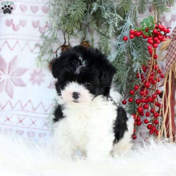 Musketeer, Mini Bernedoodle Puppy