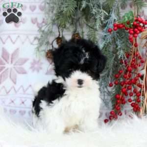 Musketeer, Mini Bernedoodle Puppy