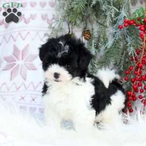 Musketeer, Mini Bernedoodle Puppy