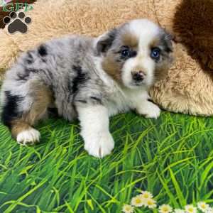 Ruby, Australian Shepherd Puppy