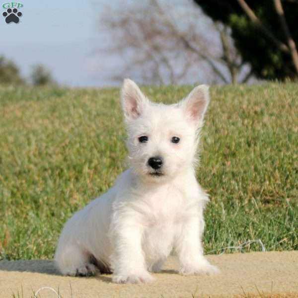 Nadine, West Highland Terrier Puppy