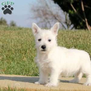 Nadine, West Highland Terrier Puppy