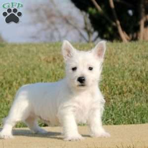 Nadine, West Highland Terrier Puppy