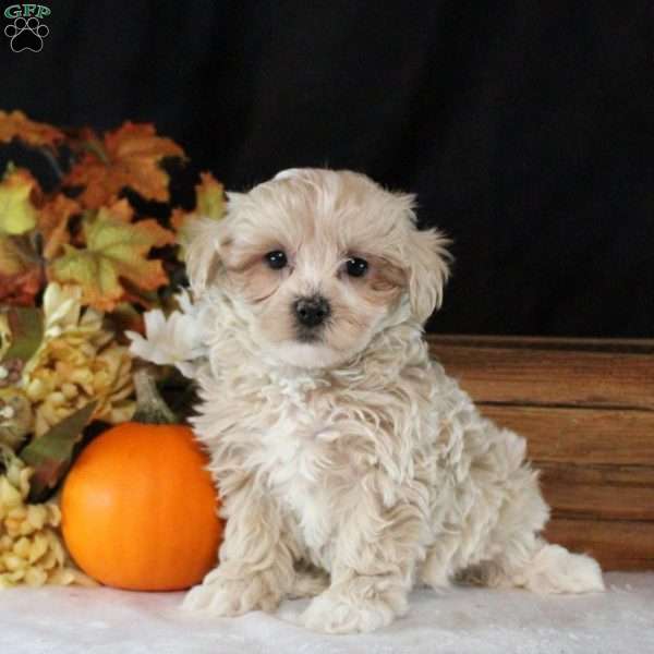 Nala, Maltipoo Puppy