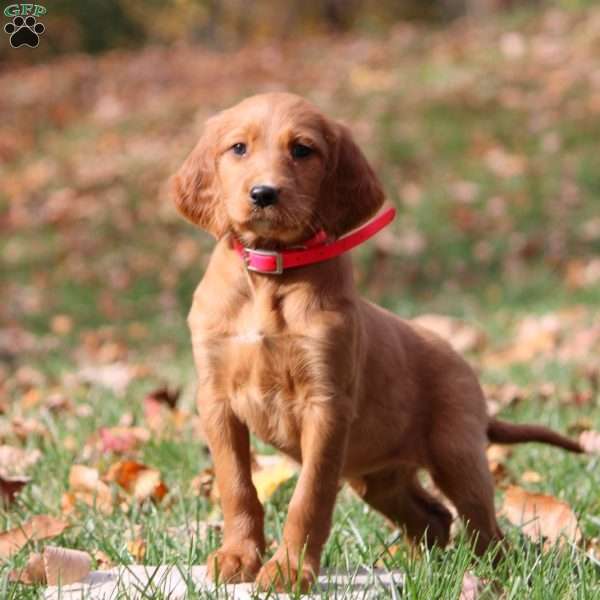 Nancy, Irish Setter Puppy