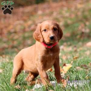 Nancy, Irish Setter Puppy