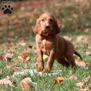 Nancy, Irish Setter Puppy