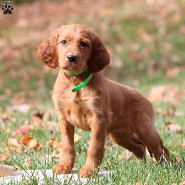 Naomi, Irish Setter Puppy