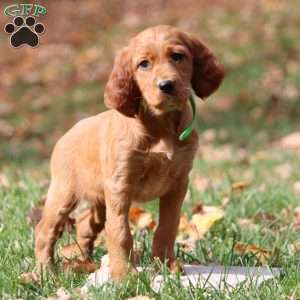 Naomi, Irish Setter Puppy