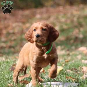 Naomi, Irish Setter Puppy