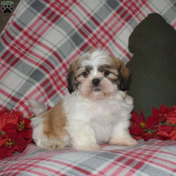 Nash, Shih Tzu Puppy