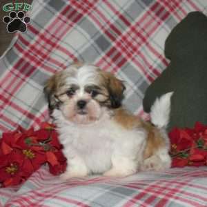 Nash, Shih Tzu Puppy