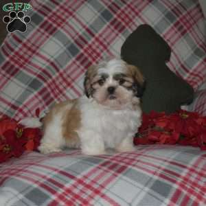 Nash, Shih Tzu Puppy