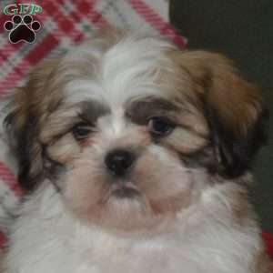 Nash, Shih Tzu Puppy