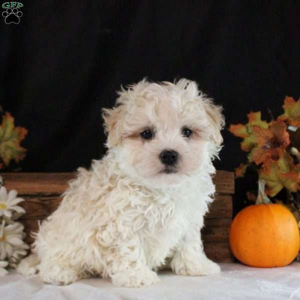 Nathan, Maltipoo Puppy