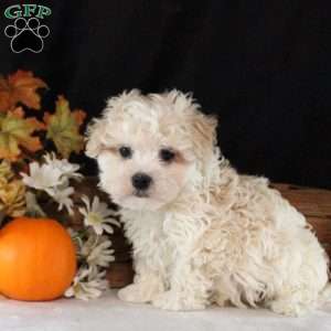 Nathan, Maltipoo Puppy