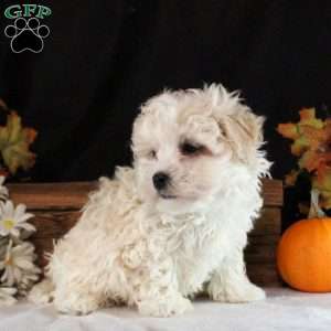 Nathan, Maltipoo Puppy