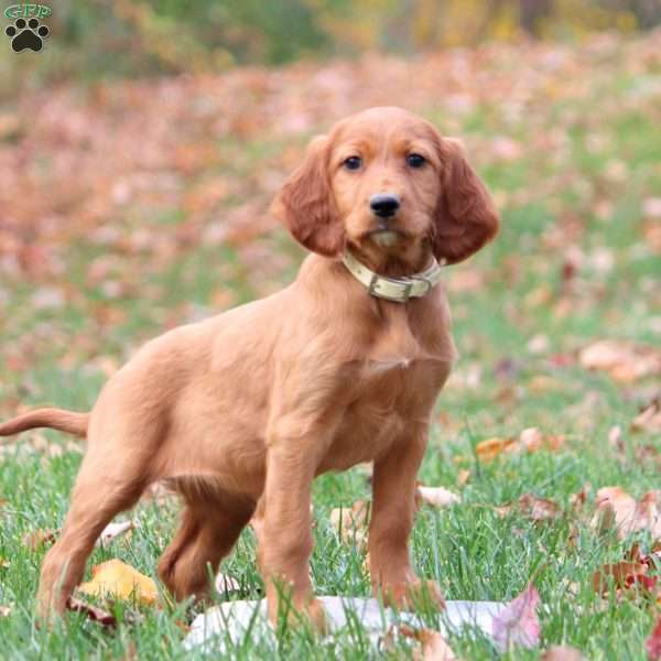 Nellie, Irish Setter Puppy