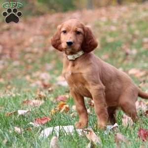 Nellie, Irish Setter Puppy