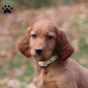 Nellie, Irish Setter Puppy