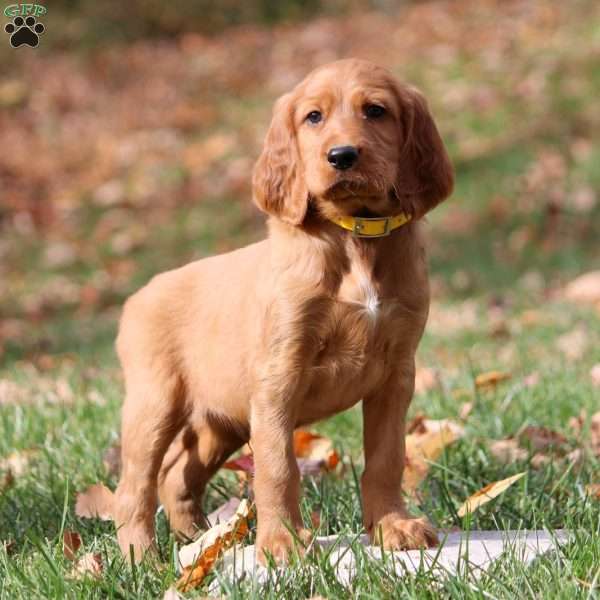 Nick, Irish Setter Puppy