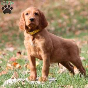 Nick, Irish Setter Puppy