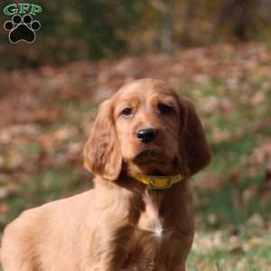 Nick, Irish Setter Puppy